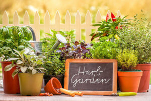 medicinal-herb-garden