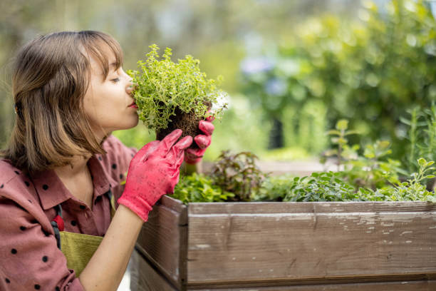 medicinal-herb-garden-benefits