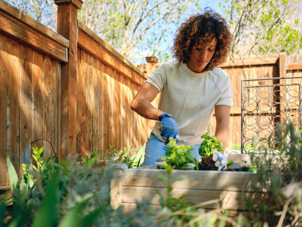 medicinal-herb-garden-seeds