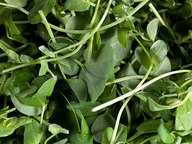 best-anti-aging-foods-Watercress